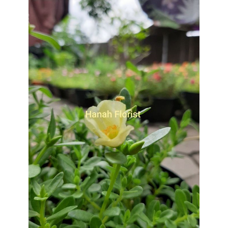 1 stek ( 8 - 12 cm) krokot (mossrose) portulaca grandiflora hijau epal nan anggun