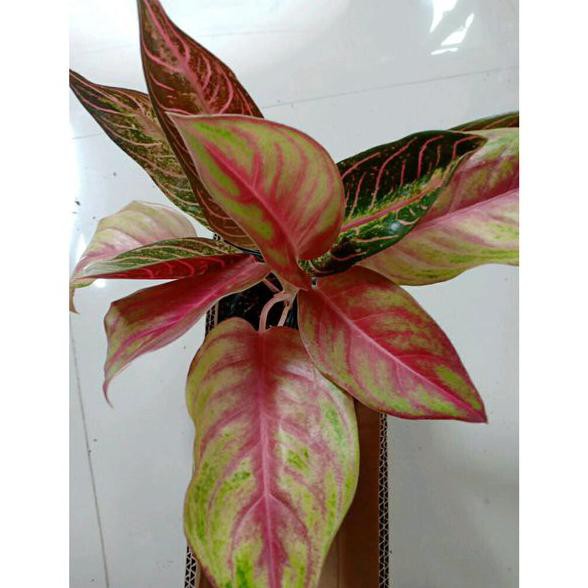 Pak0Y (Bibit Bunga) Red Panama - Tanaman Hias Aglaonema Aglonema  Kualitas Super Dan Bagus