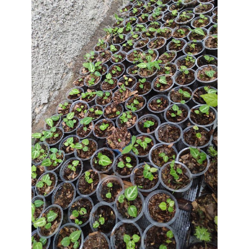 anthurium kuping gajah silver