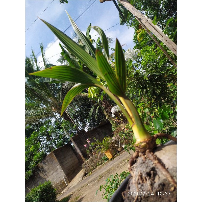 

pesugihan_bonsai.kelapa