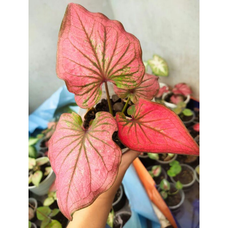 Caladium infinity