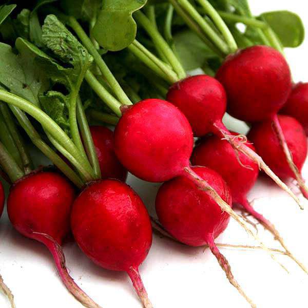 Benih Bibit Biji - Radish Scarlet Globe (Raphanus sativus) Lobak Bulat Merah Seeds - IMPORT