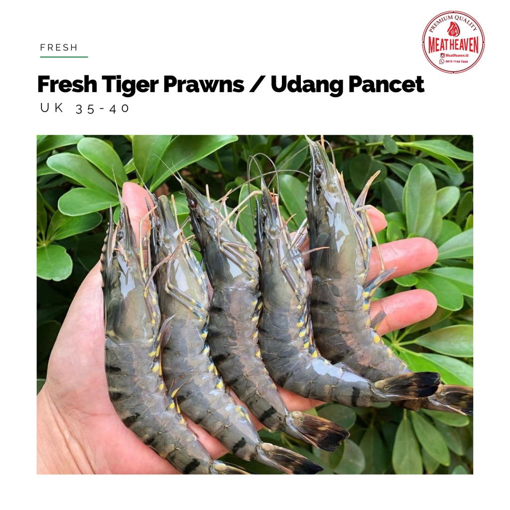

Fresh Udang Pancet / Tiger Prawn Uk. 35-40 (500grm)