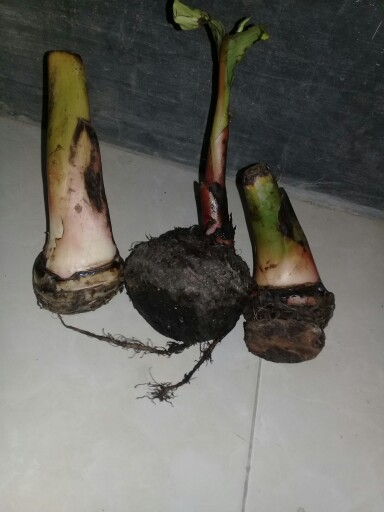 Bibit Unggul !!!, Jual Bibit Pisang Susu Merah, Jual Bibit Pisang Kidang Merah