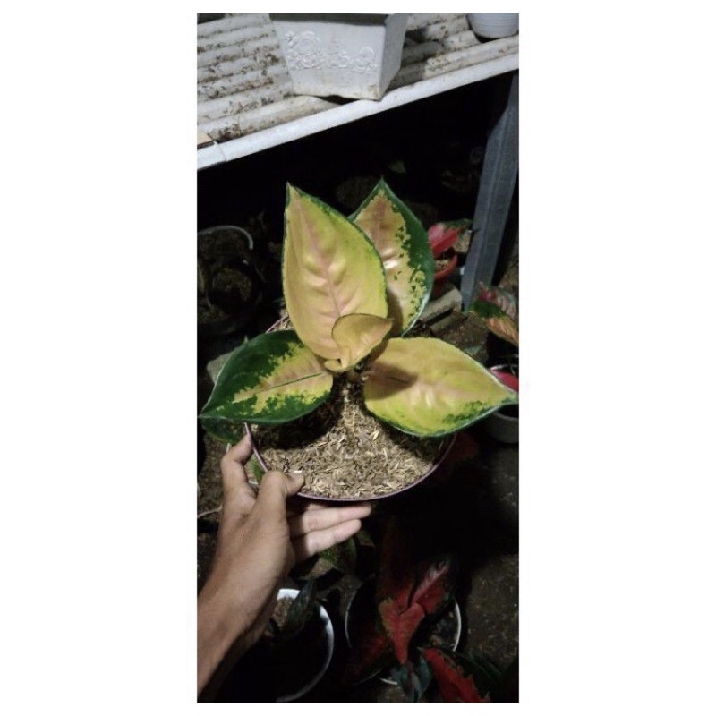 AGLONEMA SULTAN BRUNEI BABY SB ORIGINAL