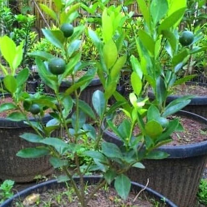 H0U Bibit Tanaman Buah - Jeruk Peras Manis Segar Kaya Vitamin C I1N