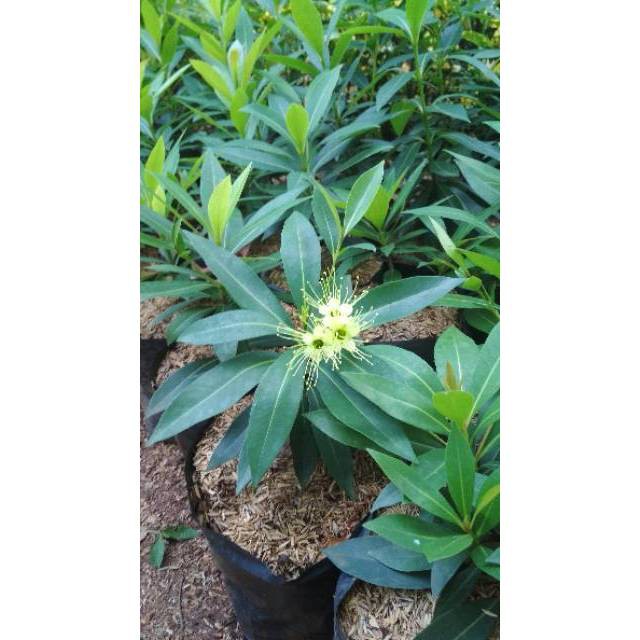 Tanaman hias pohon xantosemon bunga kuning - xantosemon kuning