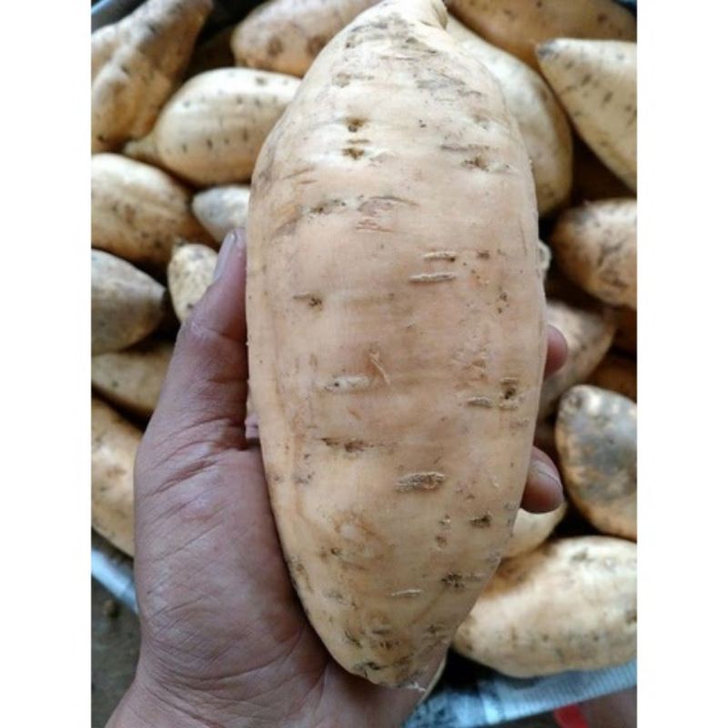 

UBI MADU UBI JALAR MADU TELO RAMBAT UBI MADU CILEMBU 3 KG
