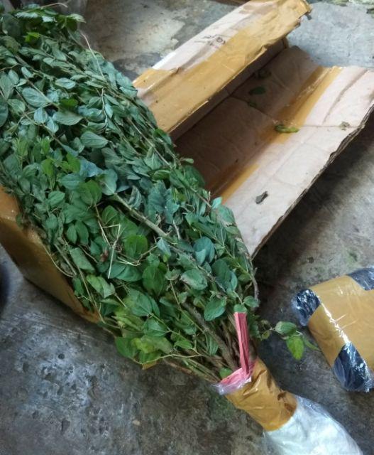 Grosir Bibit Bidara Harga Murah Minimal 50 Pcs