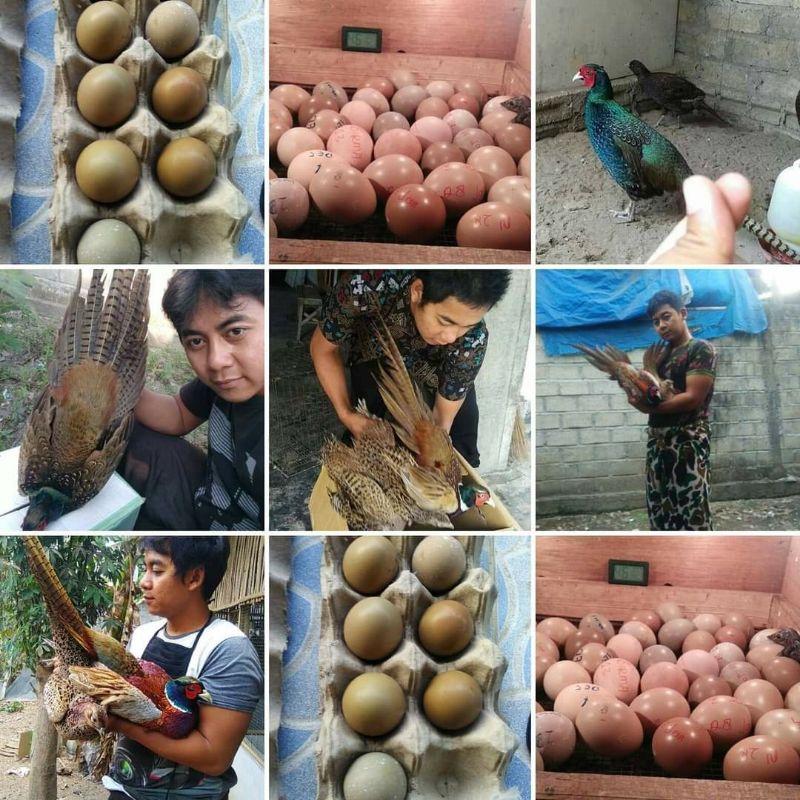 HARGA PAKET UNTUK  /10 BUTIR TELOR AYAM RINGNEK PEASENT MERAH,AYAM ALAS CINA,AYAM KEREN AYAM HIAS CA