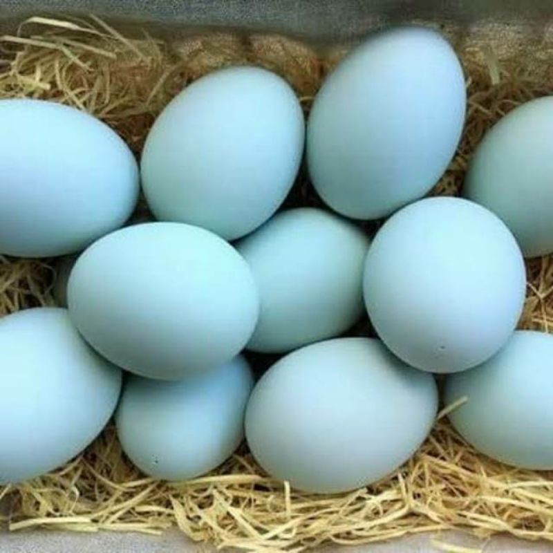 

Telur bebek 10 biji
