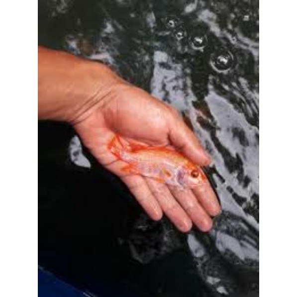 anak ikan nila hidup