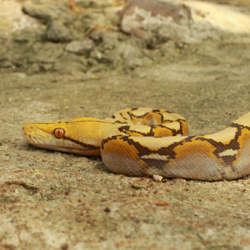 reticulatus caramel