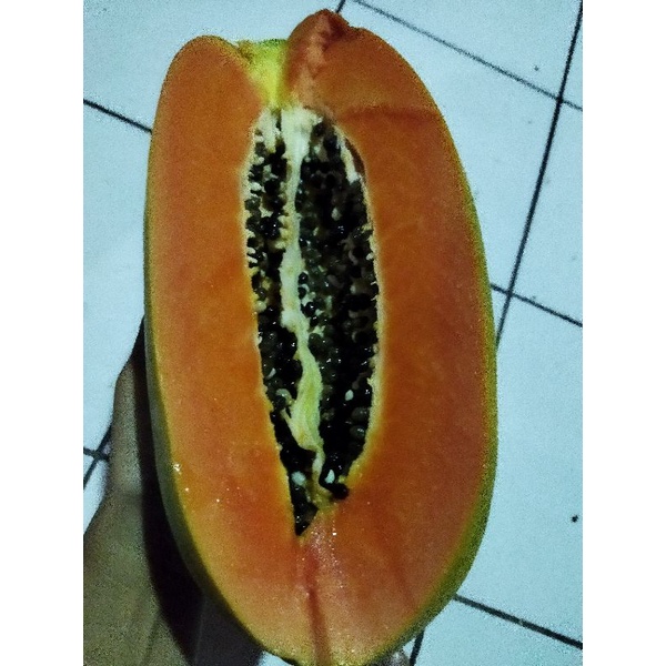 

pepaya california berat 900 gram_1kg