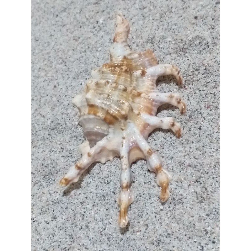 cangkang kerang lambis unik ukuran sedang