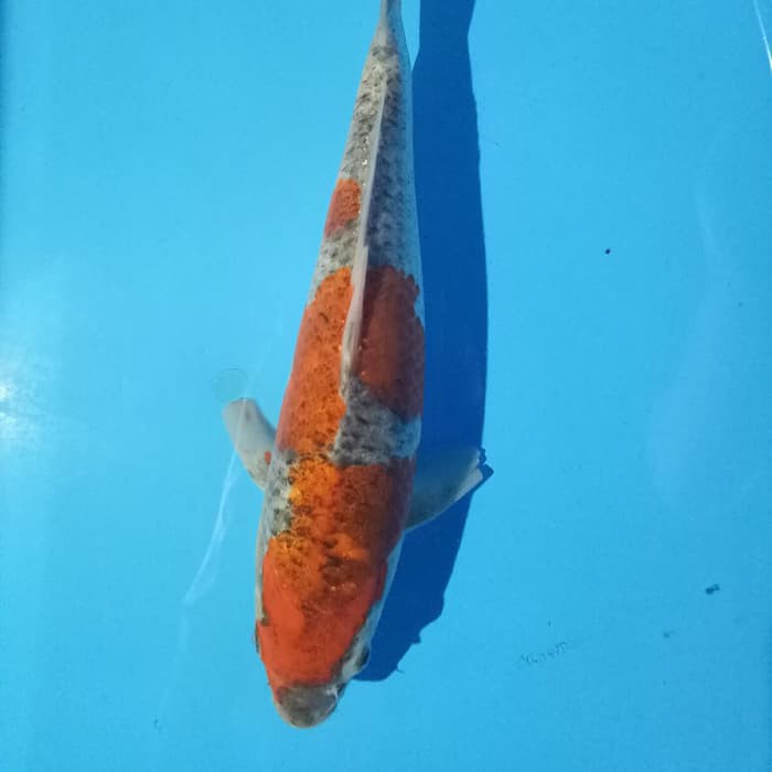 Koi #3 Ghosinki Import