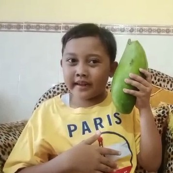 Bibit Buah Mangga Mahatir