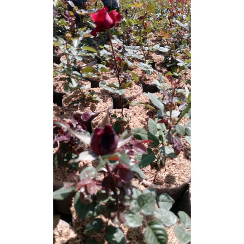 Bibit bunga mawar merah