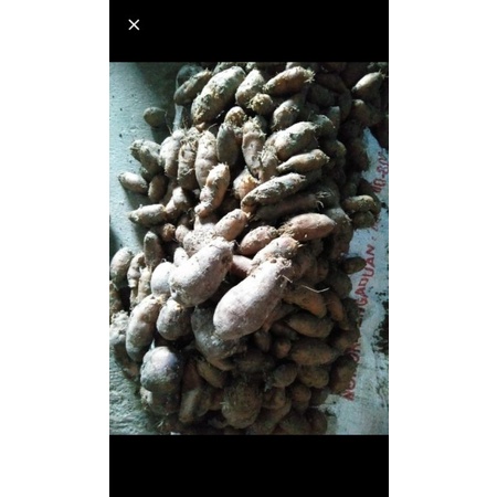 

Kentang Hitan/kentang ireng/ 1kg Murah