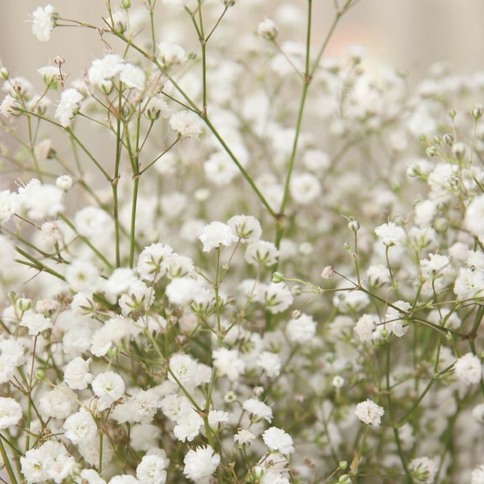 Benih Bibit Biji - Bunga White Baby Breath Putih Gypsophila Elegans Single Alba Flower Seeds - IMPORT