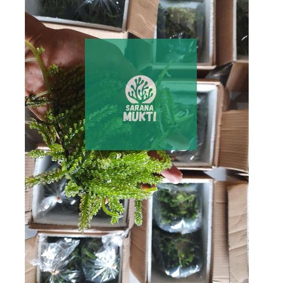 

✤Stok Banyak➲ G8GBS Anggur laut/ Green Caviar/ Latoh/ Lawi lawi/ Sea Grapes (Caulerpa Sp.) 40 ➲Murah