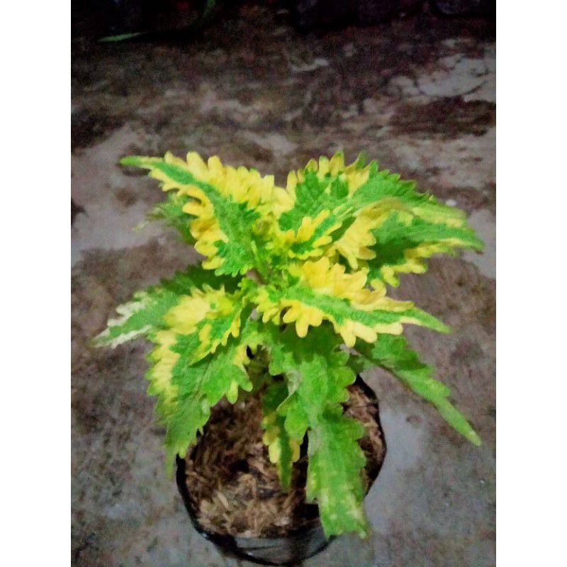 Tanaman hias - Bibit Bunga Miana Iler No.11