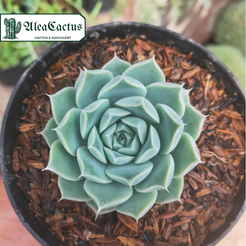 KAKTUS SUKULEN echeveria hyalina