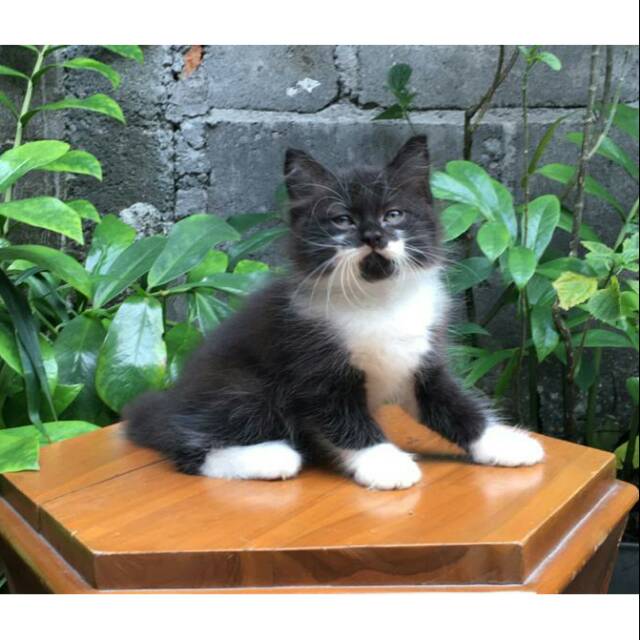 Kucing Persia Medium Betina Hitamputih Lucu Shopee Indonesia