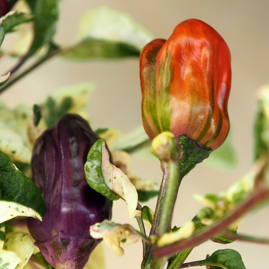 Benih Bibit Biji - Cabai Scarlett's Variegata Cabe Varigata Pepper Seeds