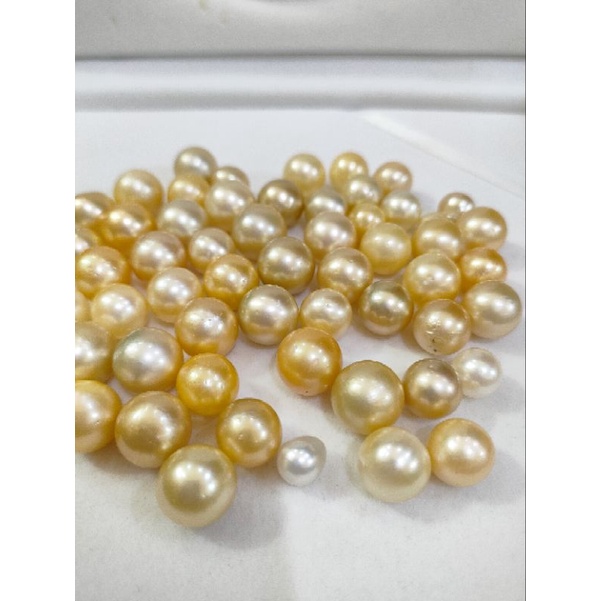 mutiara laut gold