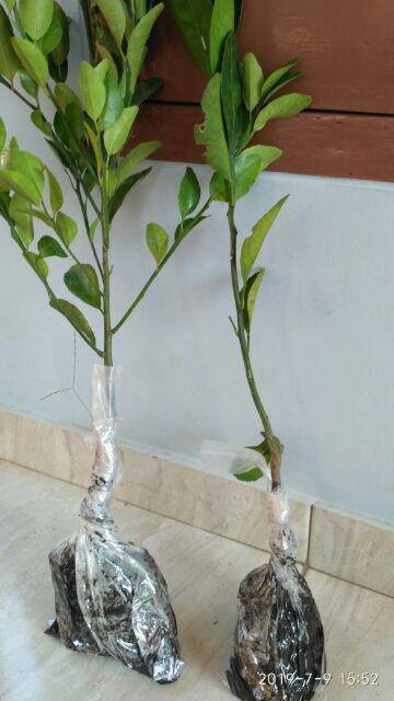 Bibit Jeruk Mandarin 400 Gram / Bibit