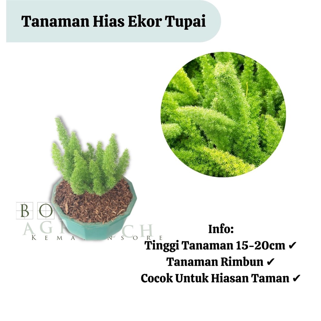 Bibit Tanaman Hias Ekor Tupai