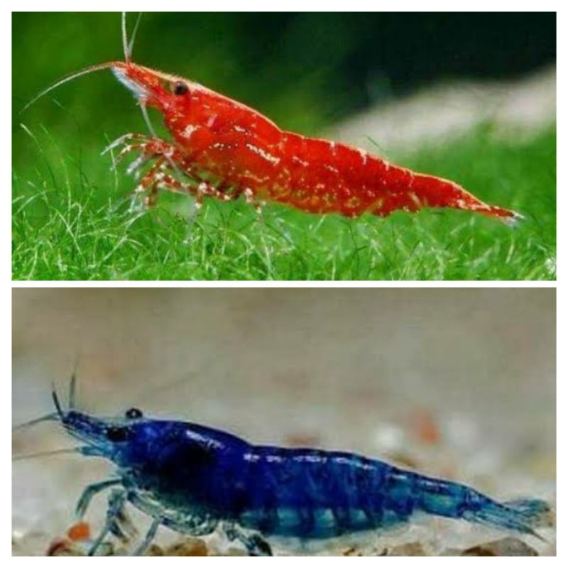 paket hiasan udang 10 redcherry 10 blue diamond