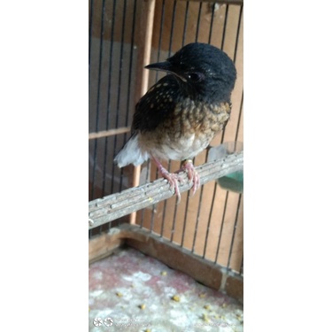 Hisperingin_ Murai Batu Medan Super Trotol (Prediksi Jantan)