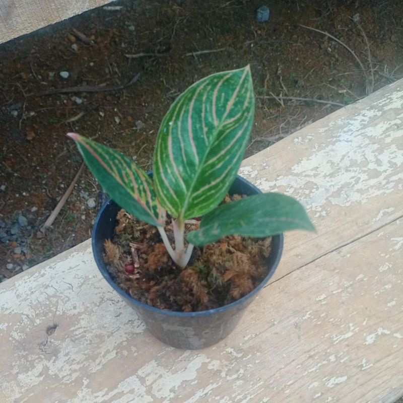 aglonema baby kresna golden