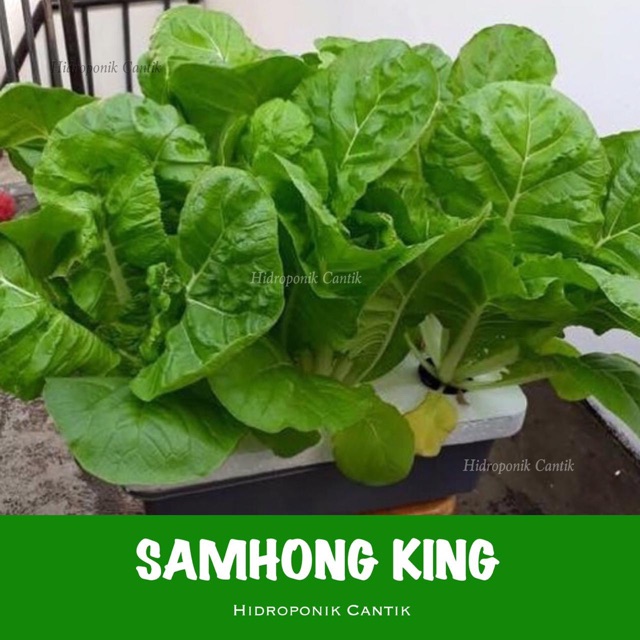 Hidroponik Sawi Keriting HIDROPONIK INDONESIA Hidroponik Sawi Keriting HIDROPONIK INDONESIA