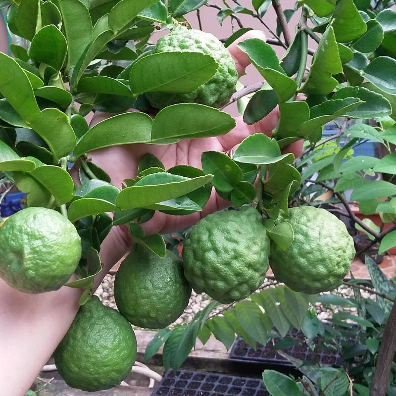 Bibit jeruk PURUT ASLI Super _bibit buah