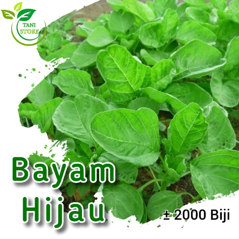 ±2000 biji benih bayam hijau_bibit sayuran