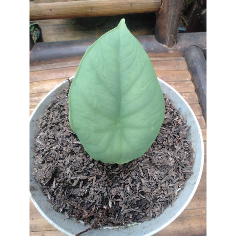 alokasia melo badak borneo