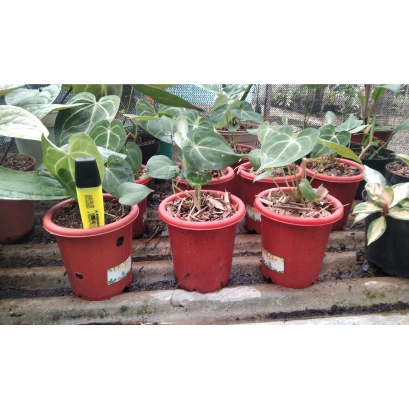 anthurium clarinervium/kuping gajah karet