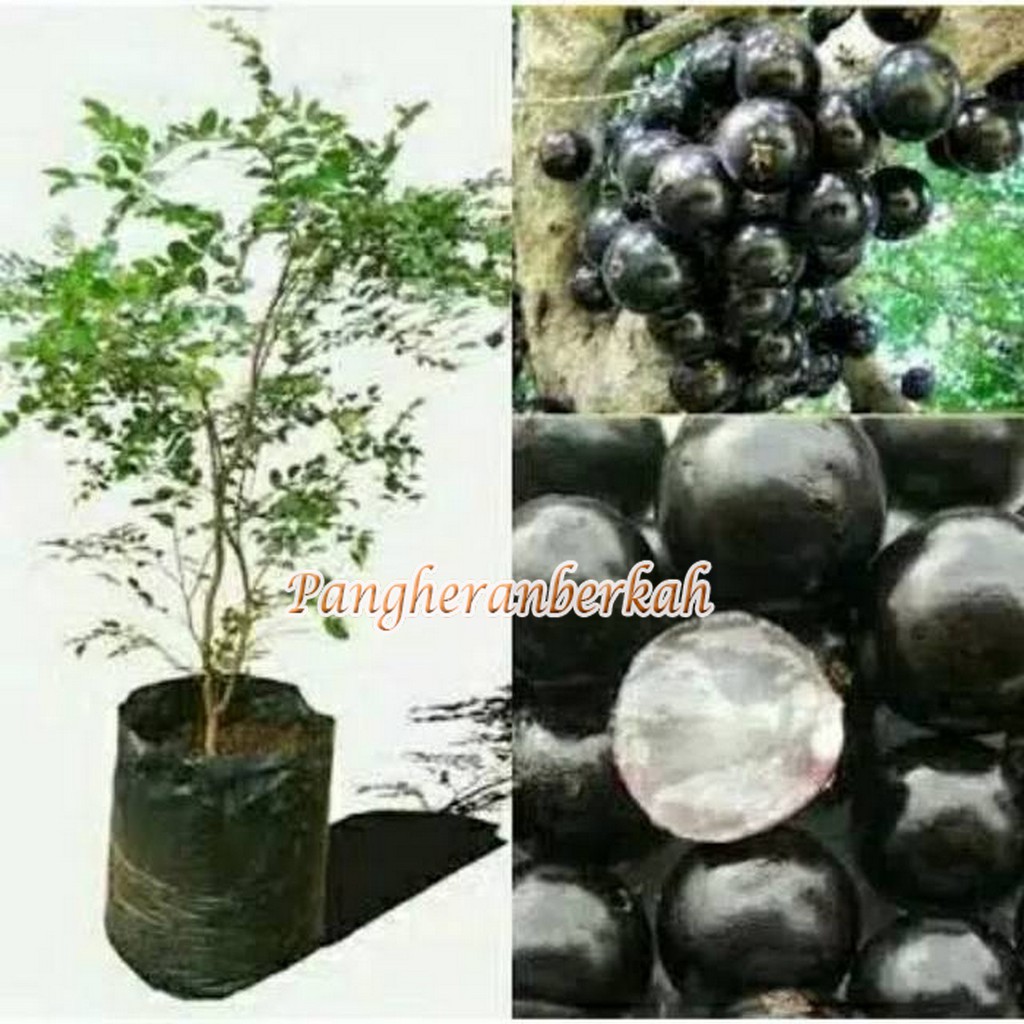 Bibit anggur pohon brazil sabara hasil stek cangkok