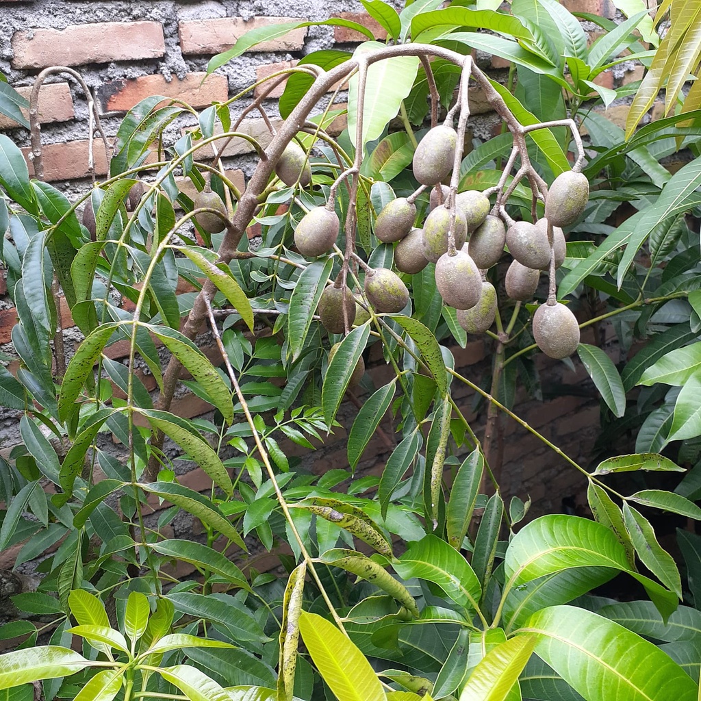 bibit kedondong mini sudah berbuah lebat terlaris bibit unggul pohon okulasi