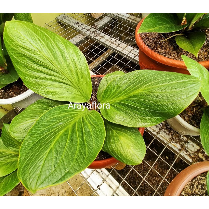 anthurium jemani cobra Lawu Koleksi karakter