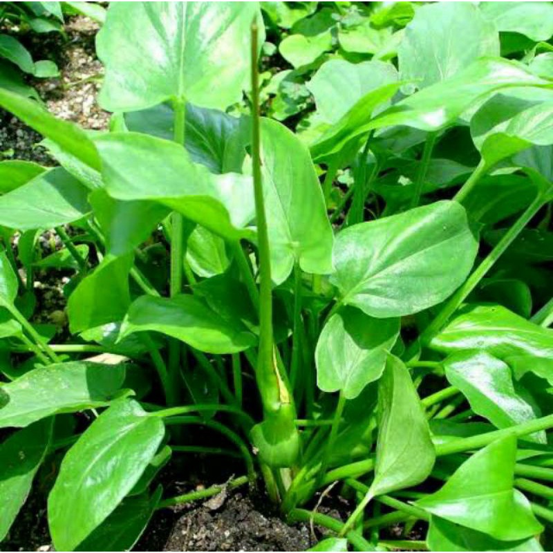 25 Bibit Daun Keladi Tikus Obat Kanker / Bibit Keladi Tikus / Daun Keladi Tikus Segar