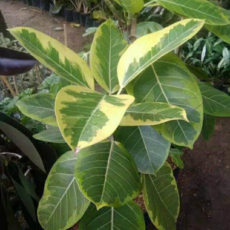 pohon karet kebo kuning