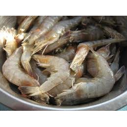 

Udang segar ukuran sedang