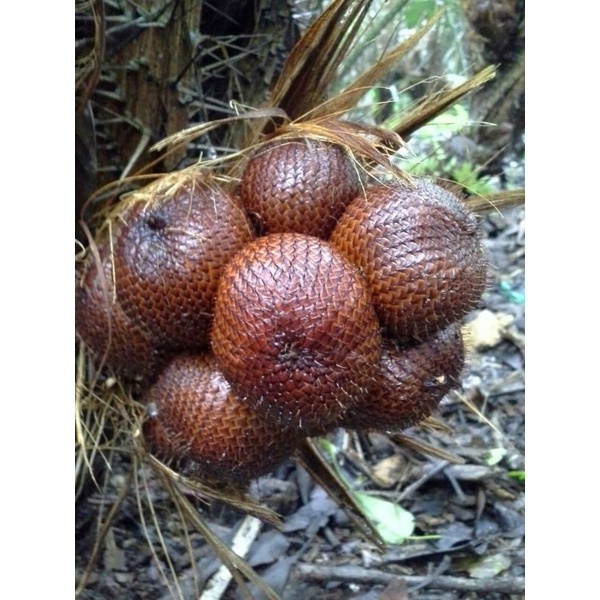 

Salak Pondoh Grade A