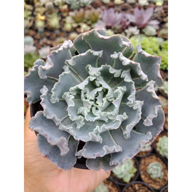 Sukulen Echeveria Ruffles - Sukulen Bandung