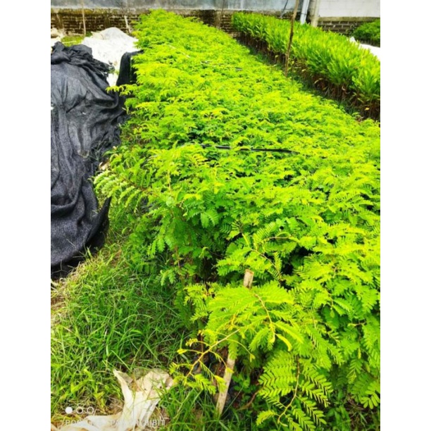 BIBIT ASAM JAWA TINGGI 50-60 CM. (BAHAN BONSAI)