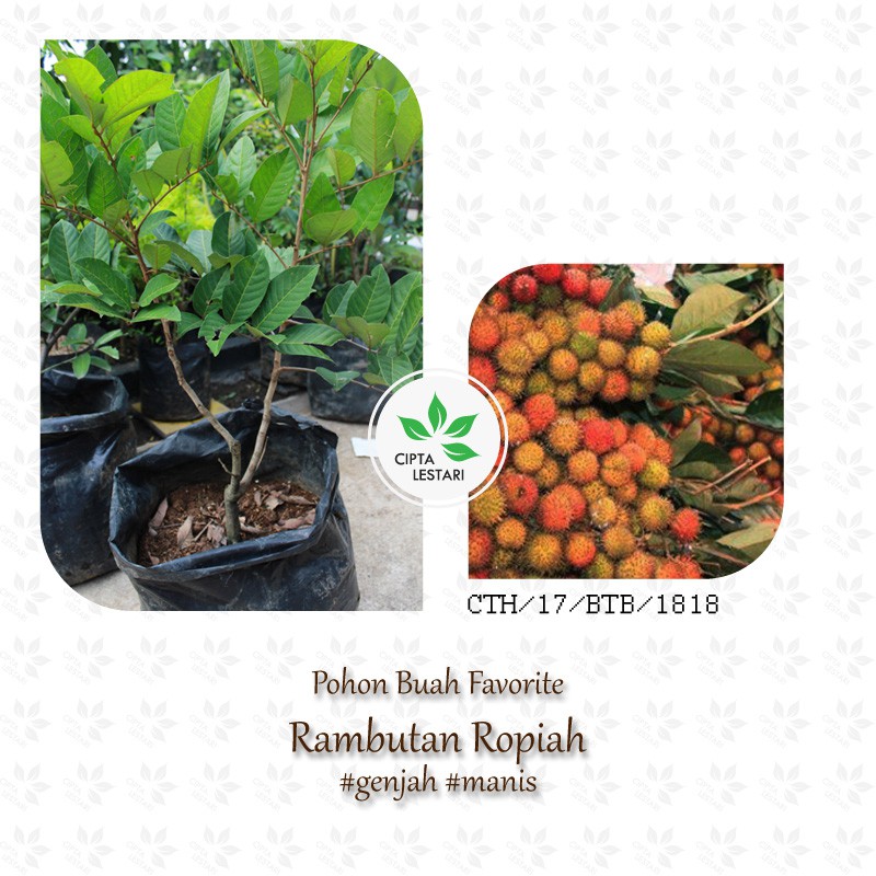 POHON RAMBUTAN RAPIAH BIBIT RAMBUTAN RAPIAH BIBIT RAMBUTAN ROPIAH GENJAH MANIS